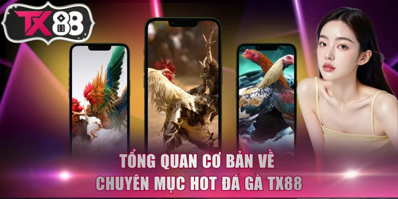 Tổng quan cơ bản về chuyên mục hot đá gà TX88